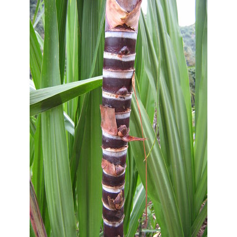 �������� ����������� 