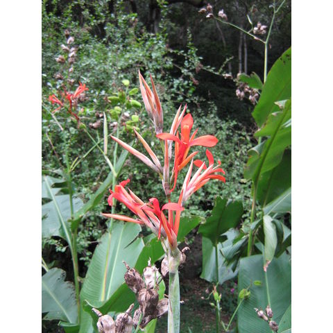 Canna edulis 