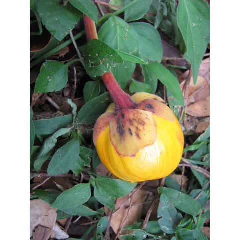 Cochlospermum vitifolium 