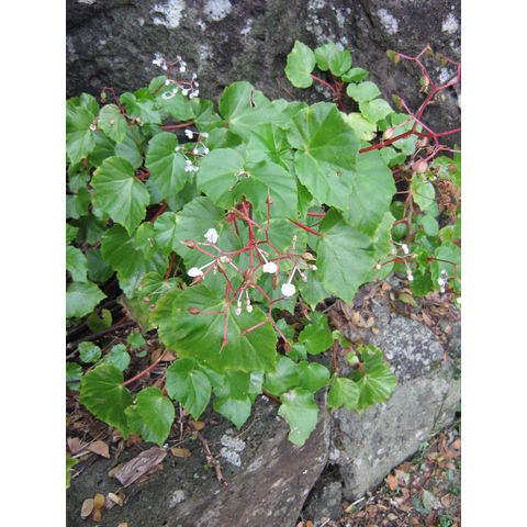 Begonia sulcata 