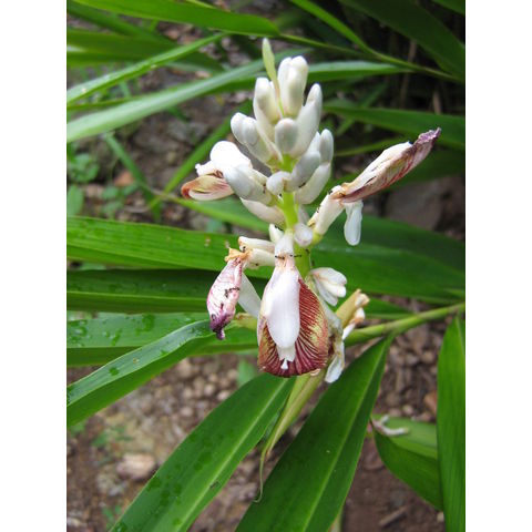 Alpinia calcarata 