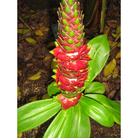 Costus claviger 