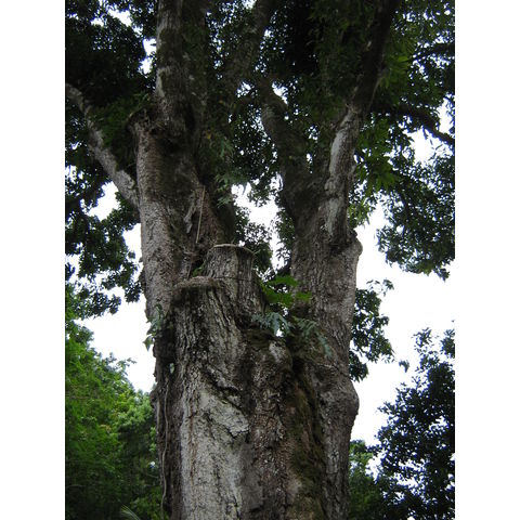Mangifera indica 