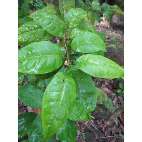 Allophyllus zeylanicus