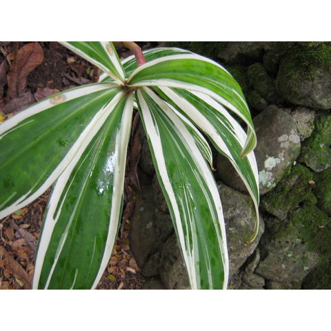 Costus speciosus