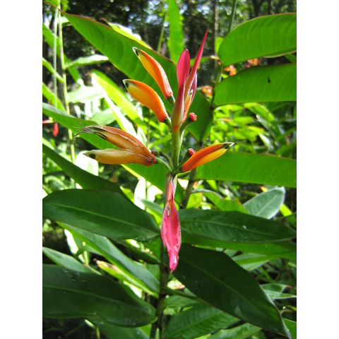 Heliconia hirsuta