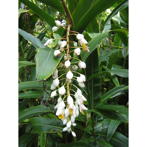 Alpinia zerumbet