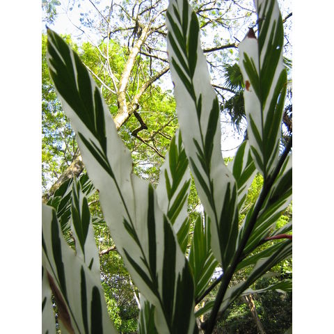 Alpinia vitata