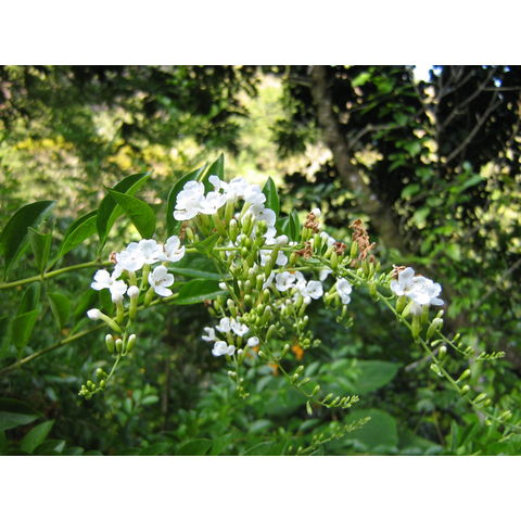 Brunfelsia pauciflora
