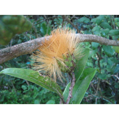 Stifftia chrysanthemae