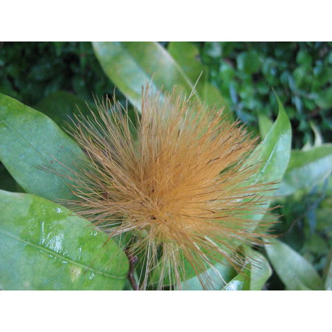 Stifftia chrysanthemae