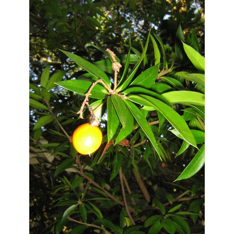 Jacquinia pungens Theophrastaceae