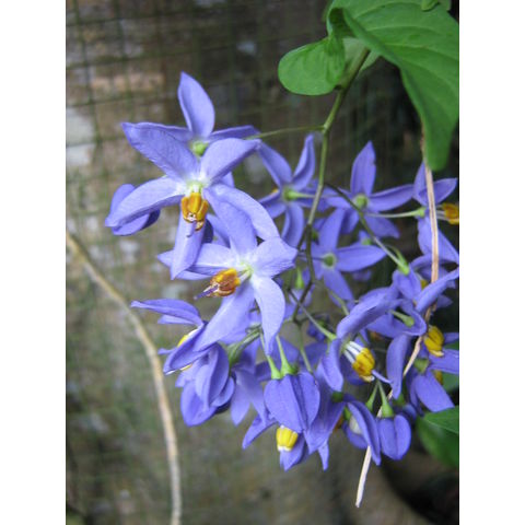 Solanum seafortianum 