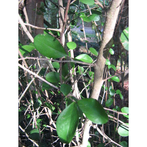 Erythrina cumanense 