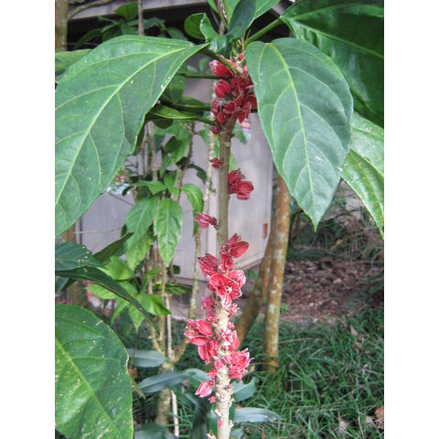 Goethea strictifolia 