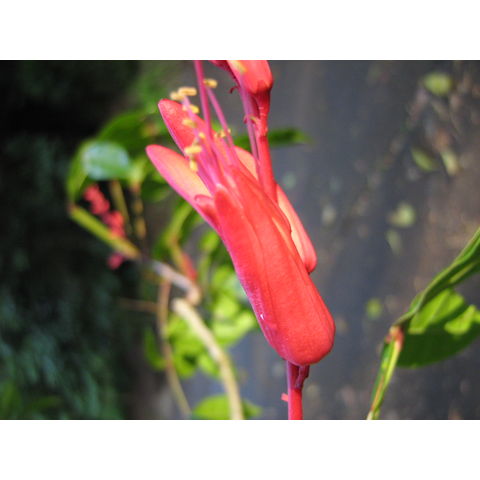 Quassia amora Simaroubaceae Quassia amara 