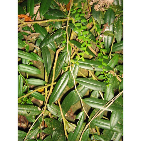 Marcgravia rectiflora 