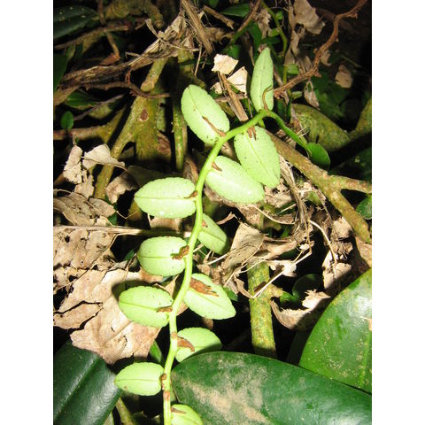 Marcgravia rectiflora 