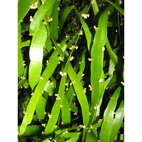 Homalocladium platycladium Polygonaceae