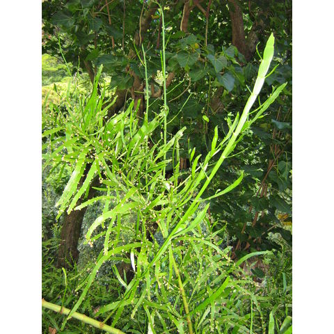 Homalocladium platycladium Polygonaceae