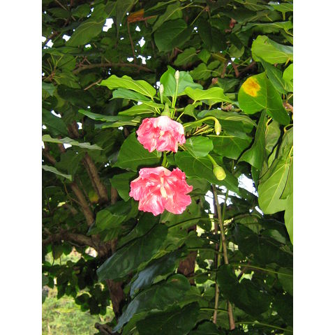 Montezuma speciosissima 