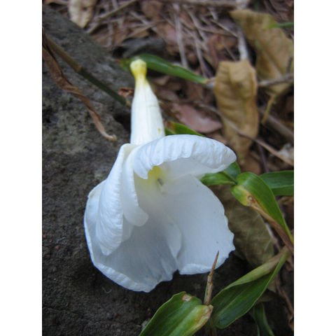 Stemmadenia galeottiana 