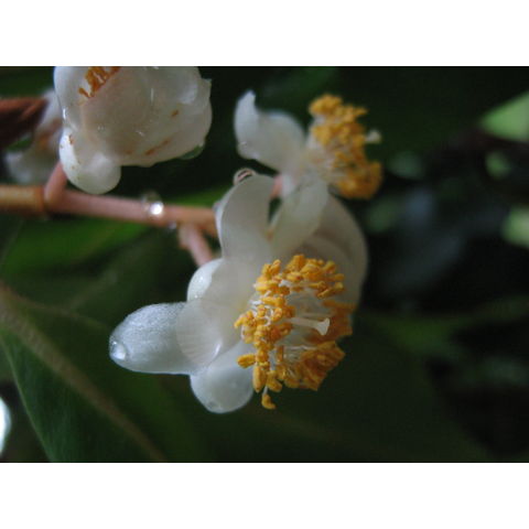 Calophyllum tomentosum 