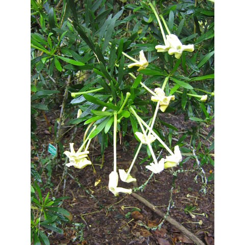 Brunfelsia densiflora 