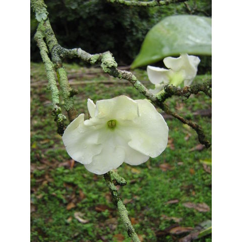 Brunfelsia lactea 