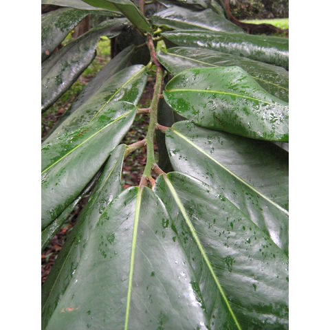 Dipspyros philippensis 