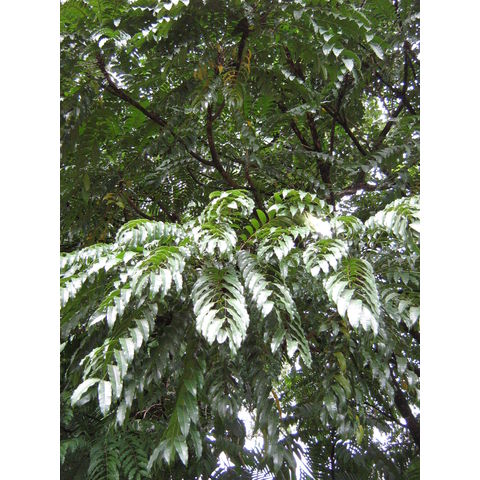 Koordesiodendron pinnarum 