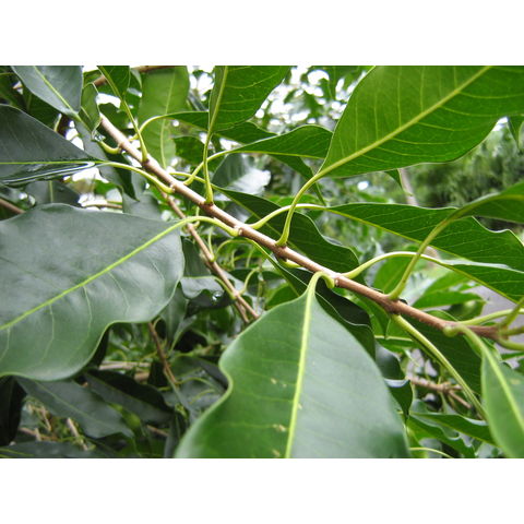 Elaeocarpus monocera 