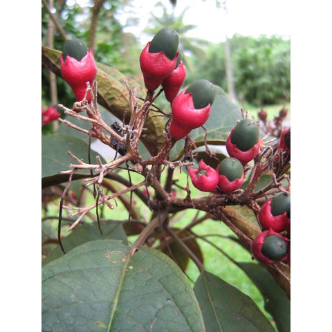 Clerodendrum quadrilocularis 