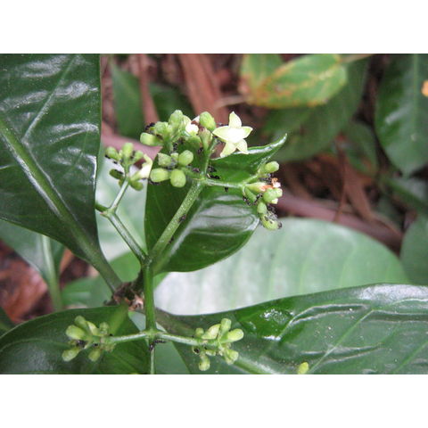 Psychotria manillensis 
