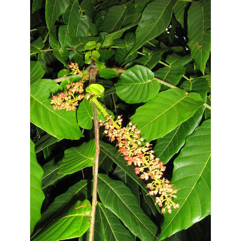 Pometia pinnata Sapindaceae