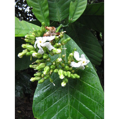 Tabernaemontana crassa 