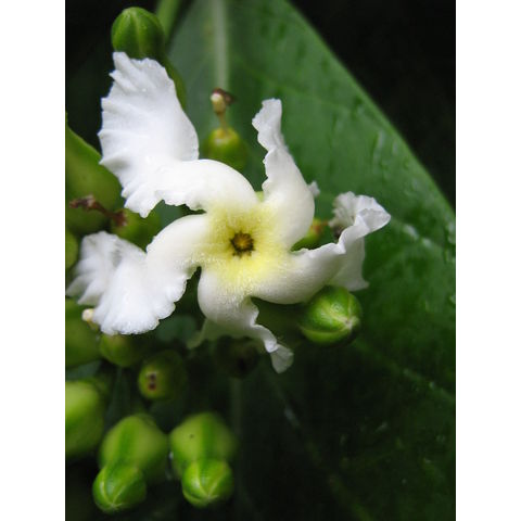 Tabernaemontana crassa 