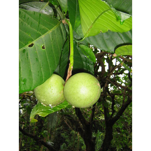 Tabernaemontana crassa 