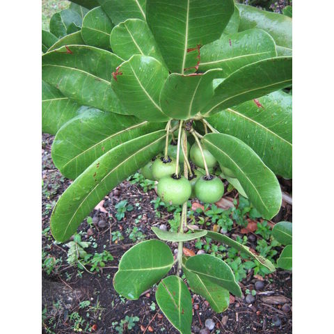 Mimusops maxima Sapotaceae