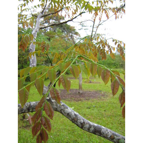 Erithrophleum suaveolens Fabaceae