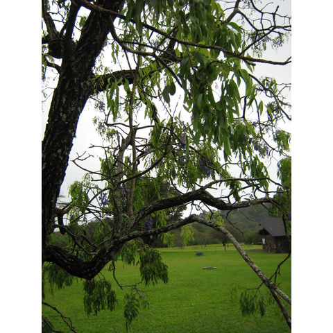 Bolusanthus speciosus 