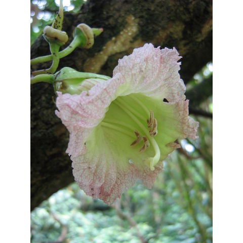 Parmentiera aculeata