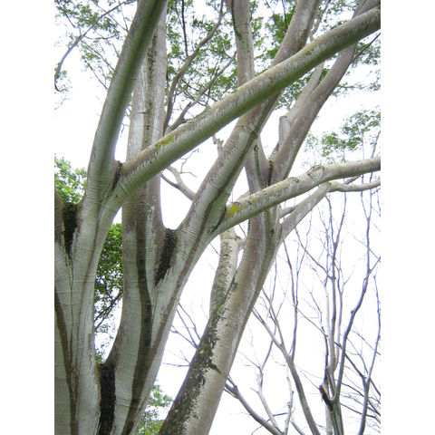 Enterolobium cyclocarpum