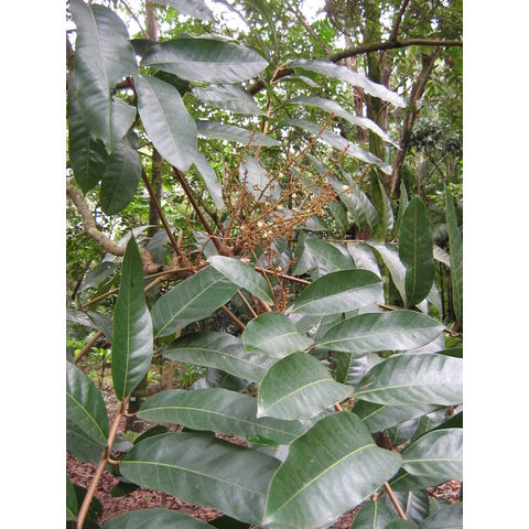 Carapa guianensis Meliaceae