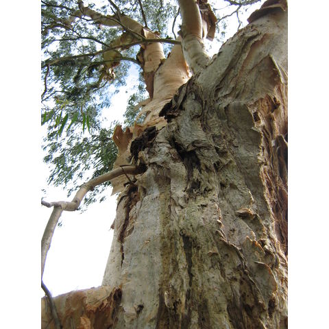 Melaleuca leucadendra 