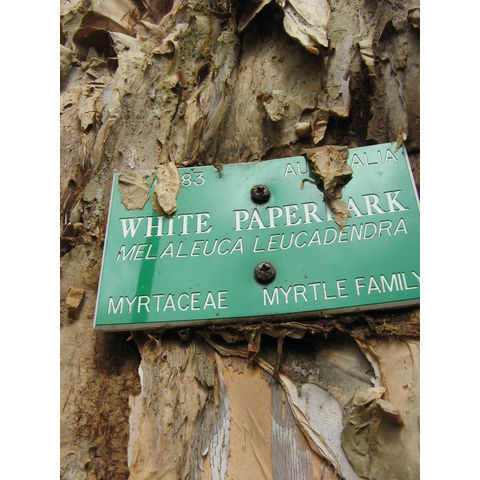 Melaleuca leucadendra 