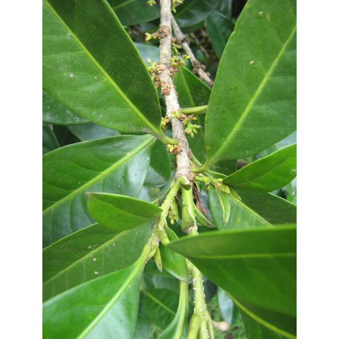 Couthovia novocaledonica 