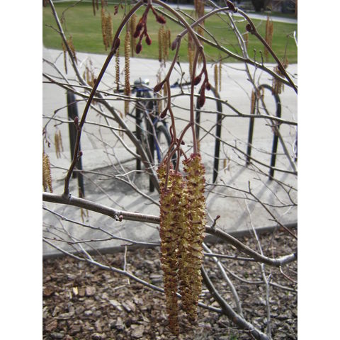 Corylus sp.