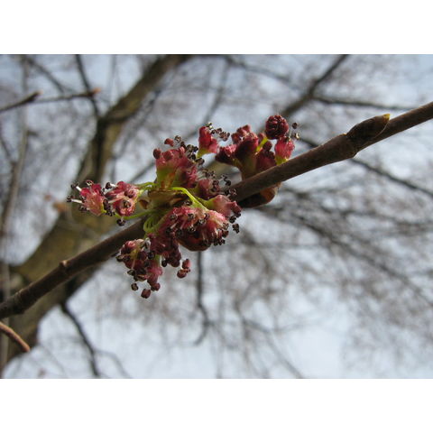 Ulmus americana