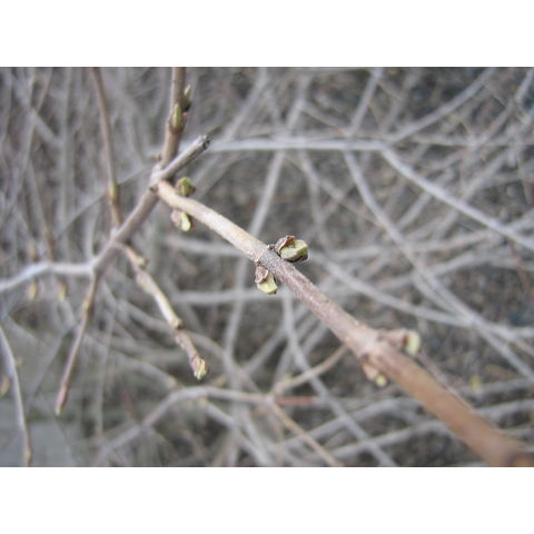 Lonicera sp.
